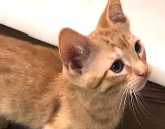 [picture of Apple Strudel/aka Winky, a Domestic Short Hair orange\ cat] 