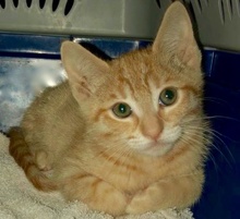 [picture of Tangerine Strudel, a Domestic Short Hair orange\ cat] 