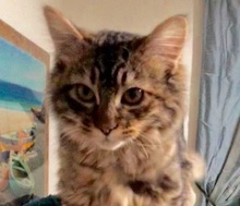 [picture of Meimei, a Ragdoll Mix brown tabby\ cat] 
