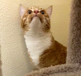 [picture of Jasper, a Domestic Short Hair orange/white cat]
