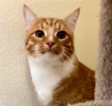 [picture of Jasper, a Domestic Short Hair orange/white\ cat] 