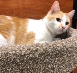 [picture of Nona, a Domestic Short Hair orange/white cat]
