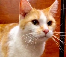 [picture of Nona, a Domestic Short Hair orange/white\ cat] 