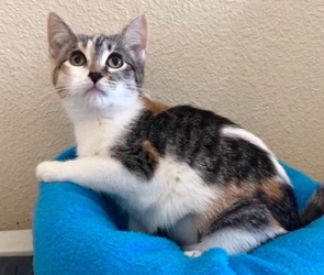 [picture of Pebbles, a Domestic Short Hair calico cat]