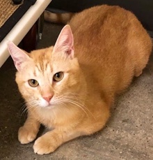 [another picture of Garfeild, a Domestic Short Hair orange\ cat] 