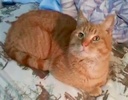 [picture of Garfeild, a Domestic Short Hair orange cat]