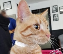 [picture of Dov, a Domestic Short Hair orange tabby\ cat] 