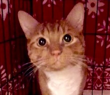 [picture of Cheeto, a Domestic Short Hair orange/white cat]