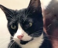 [picture of Otto, a Domestic Short Hair black/white cat]