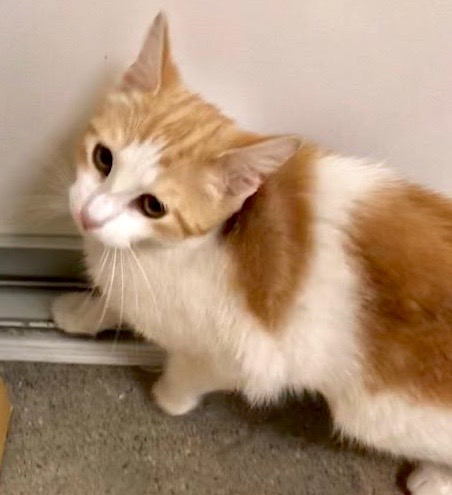 [picture of Cookie Crisp, a Domestic Short Hair orange/white\ cat] 