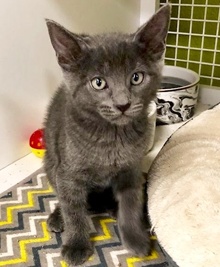 [another picture of Blueberry Souffle, a Russian Blue Mix blue\ cat] 