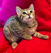 [another picture of Mandarin Margarita, a Domestic Short Hair gray tabby\ cat] 