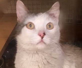 [picture of Frank, a Turkish Van Mix white/black\ cat] 