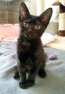 [another picture of Minnie, a Domestic Short Hair black\ cat] 