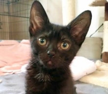 [picture of Minnie, a Domestic Short Hair black\ cat] 