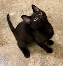 [picture of Mickey, a Domestic Short Hair black cat]