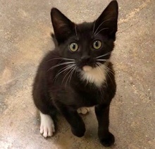 [another picture of Bonbon, a Domestic Short Hair black/white\ cat] 