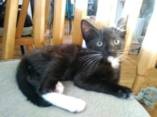 [picture of Bonbon, a Domestic Short Hair black/white\ cat] 