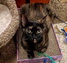 [another picture of Daenerys, a Domestic Short Hair tortie\ cat] 