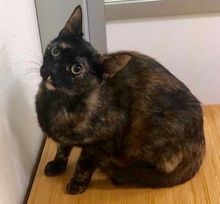 [picture of Daenerys, a Domestic Short Hair tortie cat]