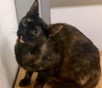[picture of Daenerys, a Domestic Short Hair tortie cat]