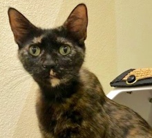 [picture of Daenerys, a Domestic Short Hair tortie\ cat] 