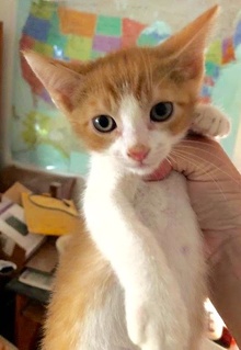 [picture of Funyun, a Domestic Short Hair orange/white cat]