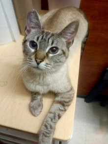[another picture of Phoebe, a Siamese lynx point\ cat] 