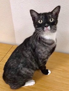 [another picture of Macchioto, a Domestic Short Hair black/gray stripe\ cat] 