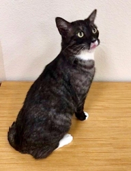 [picture of Macchioto, a Domestic Short Hair black/gray stripe cat]
