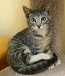 [another picture of Mascon, a Domestic Short Hair silver\ cat] 