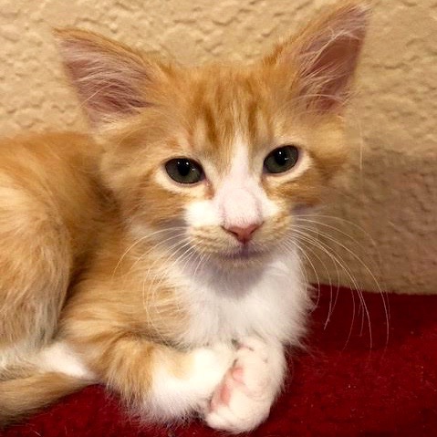 [picture of Teddy, a Domestic Medium Hair orange/white\ cat] 