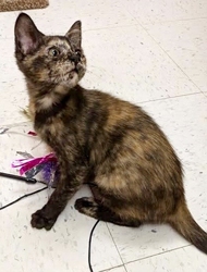 [picture of Dora The Exporer, a Domestic Short Hair tortie cat]