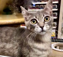 [picture of Sultana, a Singapura silver\ cat] 