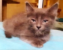 [picture of Lago, a Ragdoll Mix blue\ cat] 