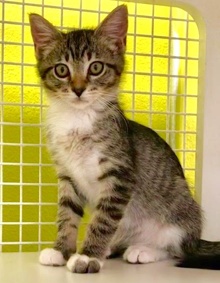 [picture of Frinkie, a Domestic Medium Hair gray tabby/white cat]