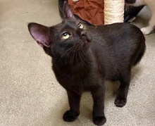 [picture of Juarez, a Domestic Short Hair black cat]