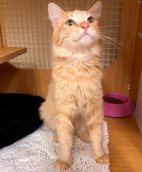 [picture of Bramble, a Domestic Long Hair orange cat]