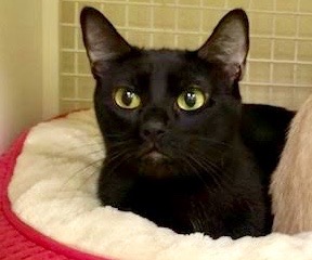 [picture of Samara, a Bombay Mix black\ cat] 