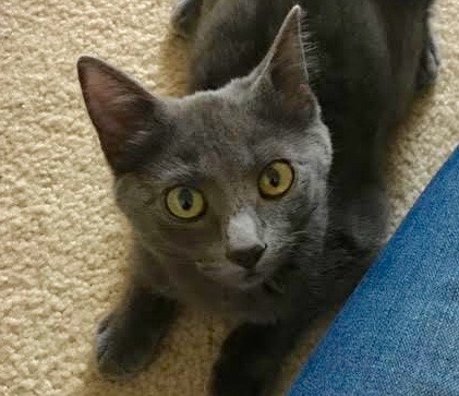 [picture of Alice, a Russian Blue Mix blue\ cat] 
