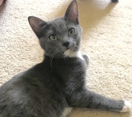[picture of Averie, a Russian Blue Mix blue/white\ cat] 
