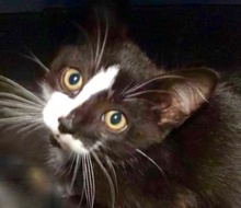 [picture of Aspen, a Domestic Medium Hair black/white\ cat] 