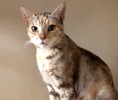 [picture of Sparkels, a Domestic Short Hair torbie cat]