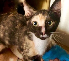 [picture of Sparkler, a Domestic Short Hair calico\ cat] 