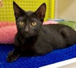 [picture of Velvet, a Domestic Short Hair black cat]