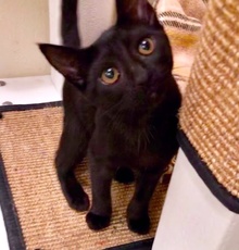 [picture of Velvet, a Domestic Short Hair black cat]