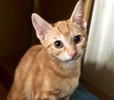 [picture of Boom, a Domestic Short Hair orange cat]