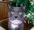 [picture of Darby, a Domestic Short Hair blue/white cat]