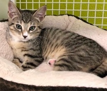 [another picture of Chevy, a Domestic Short Hair brown tabby\ cat] 