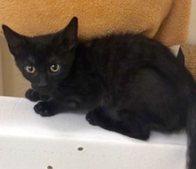 [another picture of Herman, a Domestic Short Hair black\ cat] 